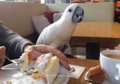 Harley the Cockatoo Explores Germany on Vacation