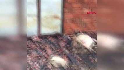 Çanakkale Gelibolu'da Çiftlikteki Yangında 45 Koyun Telef Oldu