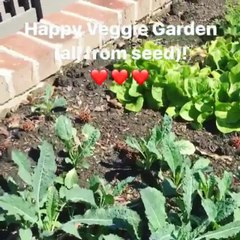 Our winter veggie garden