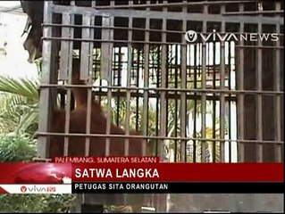 Orangutan dan Burung Elang Disita dari Warga