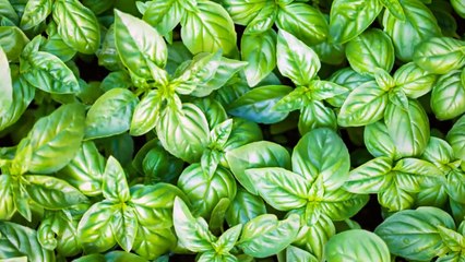 It’s The Most Powerful Antioxidant And It Will Cleance Your Arteries From LDL Cholesterol