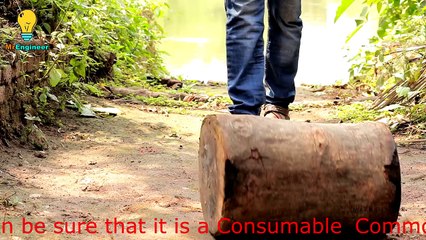 EXPERIMENT 50,000 SAFETY MATCHES vs FISH HERRING