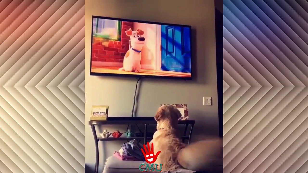 Cute and Funny Animals #2