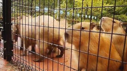 せっかくのフォーメーションを盛大に崩すカピバラお父さん