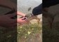 Island Visitors Rescue Duck Trapped in Plastic