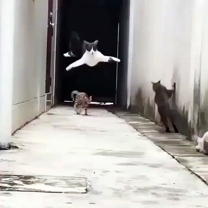 funny cat stunts