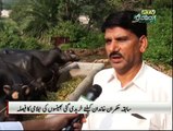 PTV News Report on Luxury cost of keeping 8 Pedigree Buffalo's bought for Nawaz Sharif to be Auctioned by PTI Government