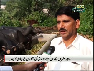 PTV News Report on Luxury cost of keeping 8 Pedigree Buffalo's bought for Nawaz Sharif to be Auctioned by PTI Government