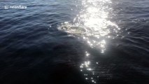Incredible close encounter with whales off Queensland, Australia