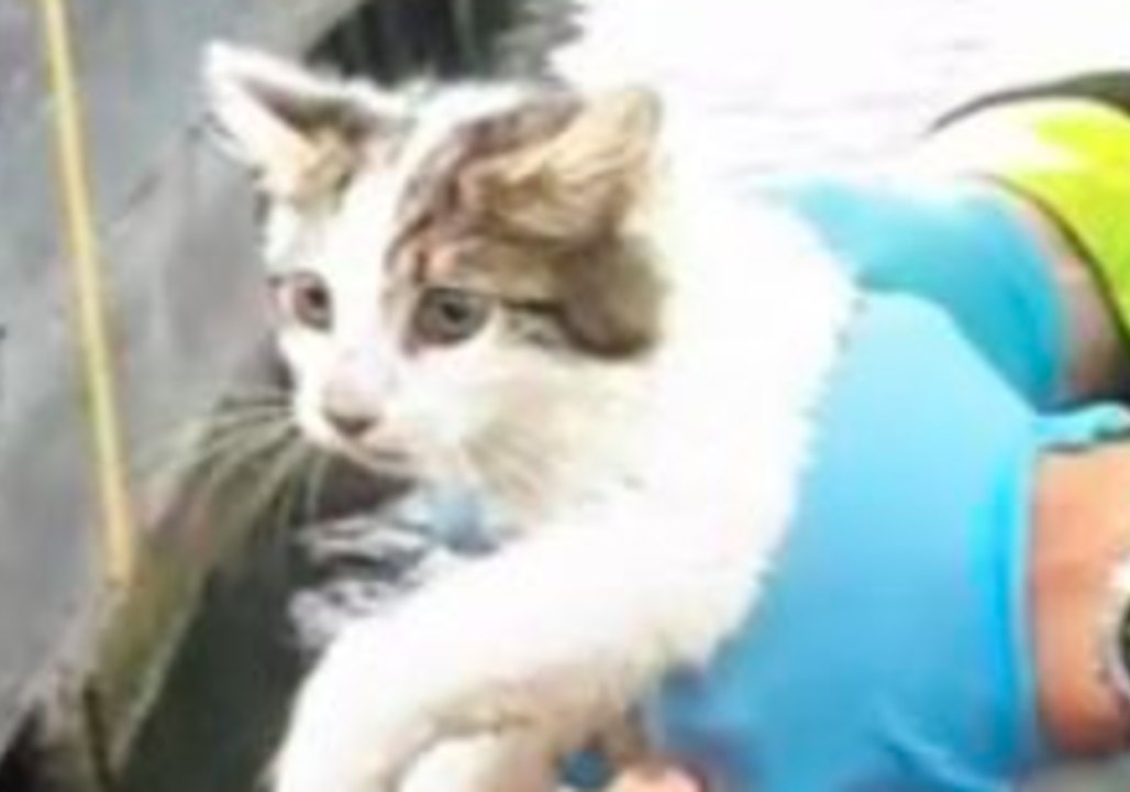 Kitten Stuck in River Shannon Lock Rescued After Being Spotted by Keen-Eyed Teen