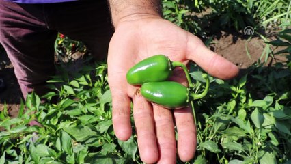 Ağrı Dağı'nda yetiştirilen 'Meksika biberi' Avrupa'ya gönderiliyor - IĞDIR