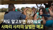 [뉴스토리] 고양이처럼 쓰담쓰담(?)…사파리 버스에 올라탄 사자