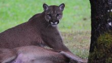 British Columbia Woman Films Cougar Dragging Deer in Her Backyard