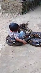 Friendship with snake - Just crazy!