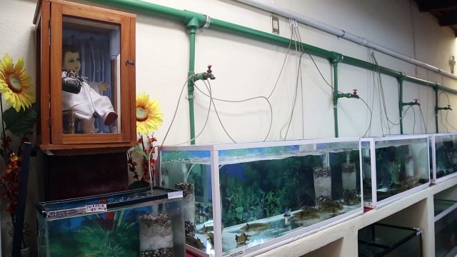 Un monastère mexicain, dernier refuge de salamandres aquatiques