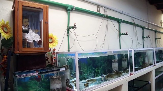 Un monastère mexicain, dernier refuge de salamandres aquatiques