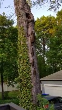 Cette famille de raton laveur rentre à la maison dans son arbre et c'est trop mignon