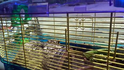 Hurricane IRMA Day 3 Evacuation  Reunited with my horse!