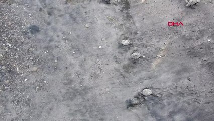 İzmir Çeşme'nin İlk Caretta Caretta'ları Denizle Buluştu-2
