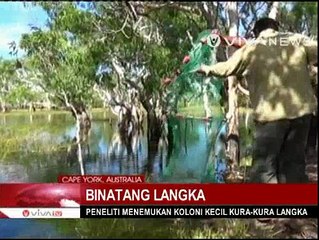 Kura-kura Langka Ditemukan di Australia