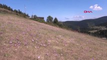 Trabzon Doğu Karadeniz 'vargit' Çiçekleri ile Rengarenk Oldu Hd