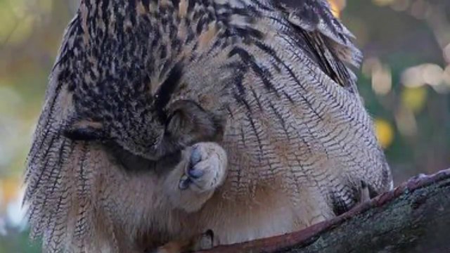 Cú Đại Bàng Á-Âu Sát Thủ Săn Mồi Trong Đêm