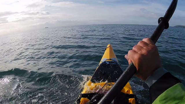 'Are they after my tuna sandwiches?' Kayaker's close encounter with jumping dolphins off English coast