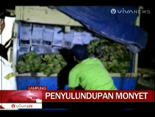 Polisi Gagalkan Aksi Penyelundupan Monyet