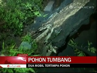 Pohon Tumbang Menimpa Dua Mobil