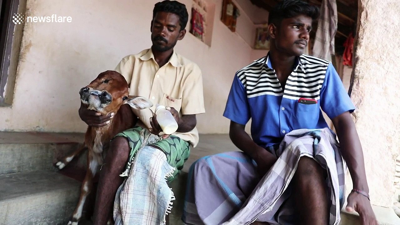 Mutant calf with 2 heads and 3 eyes defies death