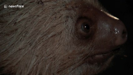 Tourists rescue sloth from being run over by car in Costa Rica