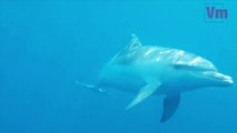 Un dauphin s'amuse avec les baigneurs dans la baie d'Agay