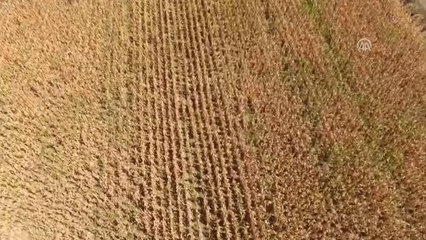 Firari Hükümlü "Drone" Yardımıyla Yakalandı