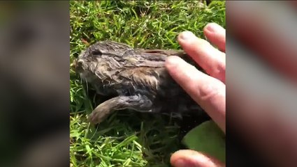 Unconscious Bunny Rescued From Lake