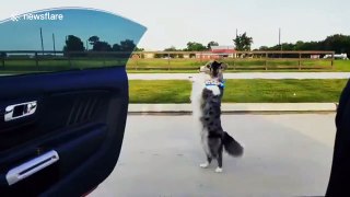 Border collie wins #InMyFeelingsChallenge by riding scooter