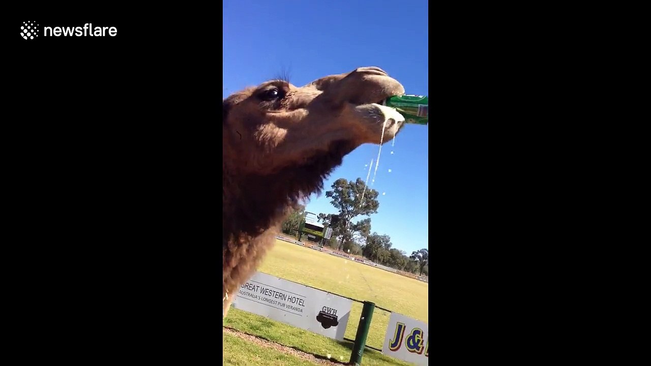 Bruce the camel sinks a cold can of beer