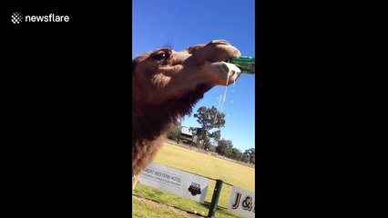 Bruce the camel sinks a cold can of beer
