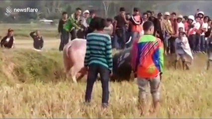 Buffalo lock horns in Indonesia