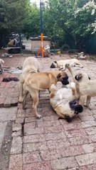 BULL MASTIFF Dogs Playing