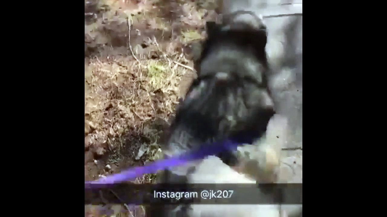 Overly-excited Malamute literally screams during walk time