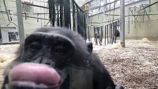 Chimpanzee makes funny faces at her own reflection