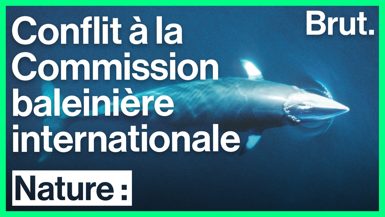 La CBI se réunit au Brésil