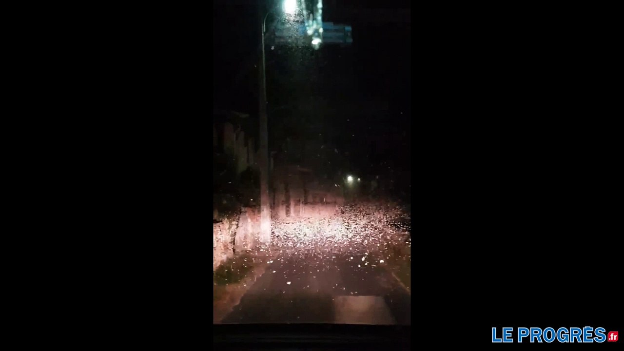 Pyrale du buis : les habitants du Haut-Bugey n'en peuvent plus