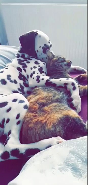 Cat and dog spoon together