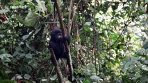 US tourist captures moment baby gorilla falls out of tree