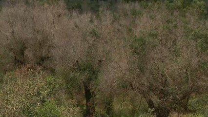 Xylella: non solo Puglia, allarme rosso in mezza Europa