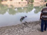 Nehre Düşen Atı İtfaiye Ekipleri Kurtardı
