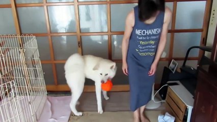 【秋田犬ゆうき】お婆さんの三回忌はお姉さんたちが来てにぎやかでした【akita dog】