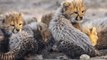 Six Adorable Cheetah Cubs Born at Taronga Western Plains Zoo Are Picture of Health