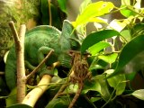 Ce caméléon est un peu trop gourmand et tente de manger un gros lézard